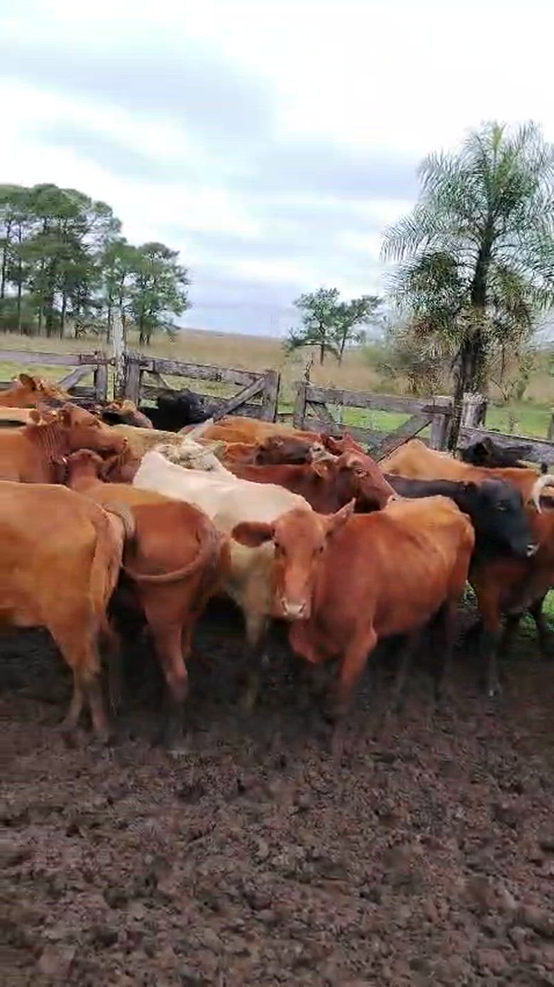 30 Vacas de invernada