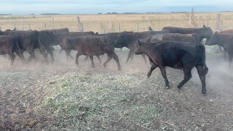 120 Terneros y Terneras