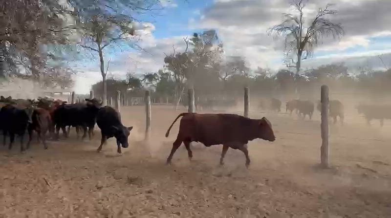 300 Vacas de invernada