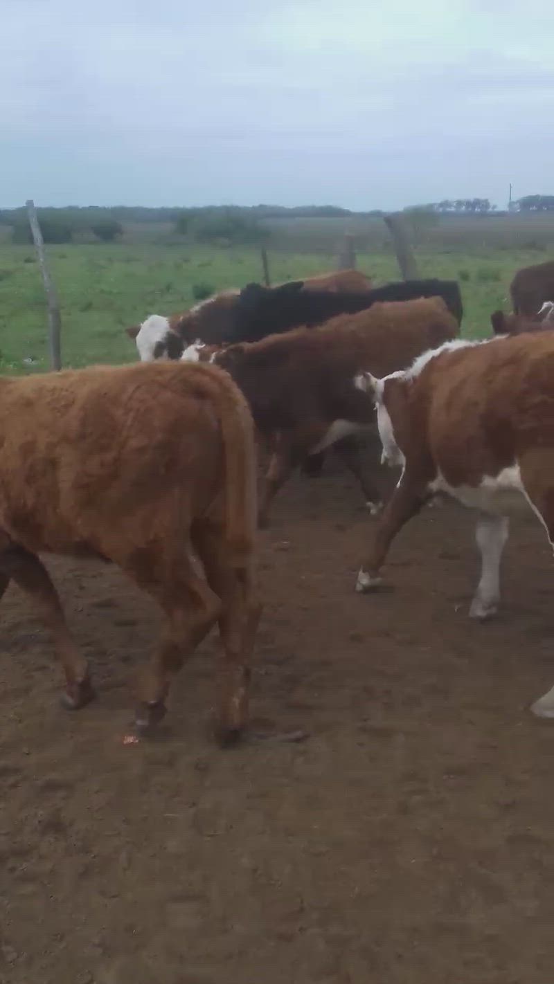 110 Terneros y Terneras