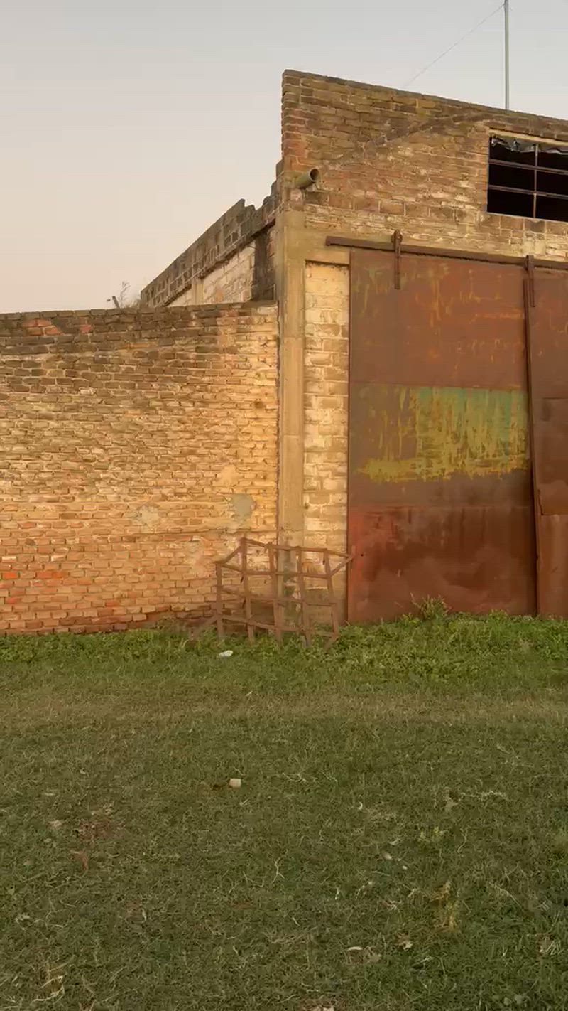 90 Terneros y Terneras