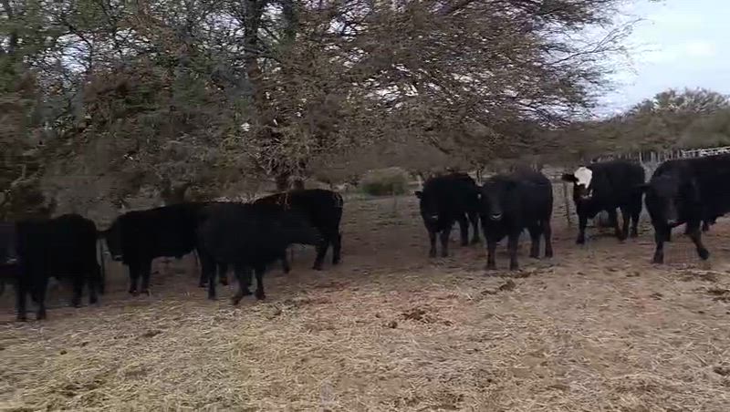 40 Novillitos