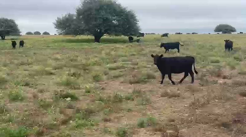 330 Vacas preñadas