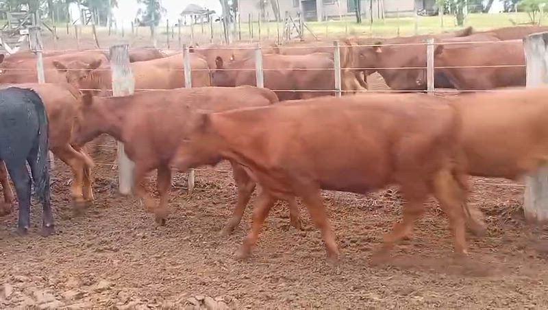 130 Novillitos y Vaquillonas