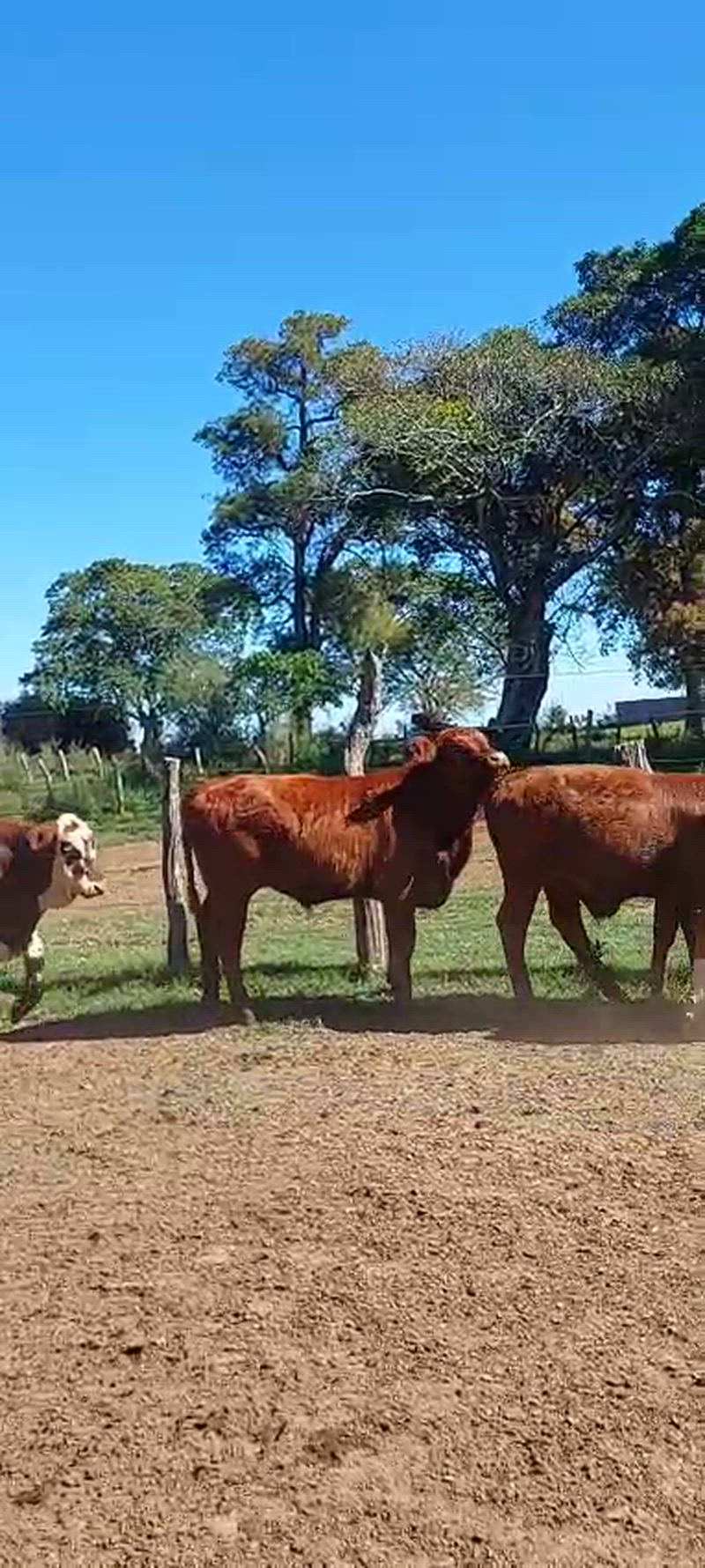 65 Terneros