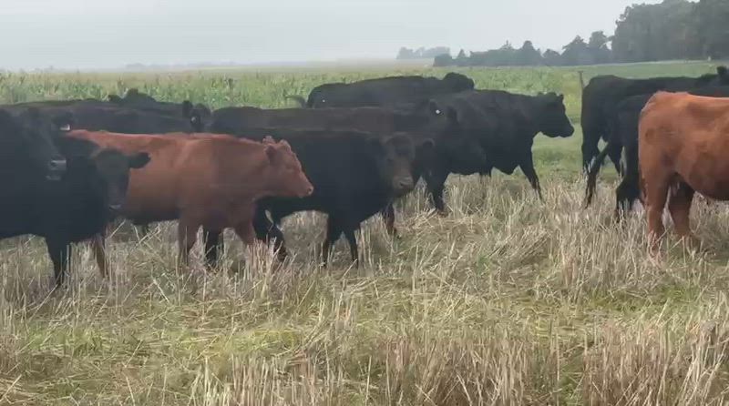 70 Novillitos y Vaquillonas