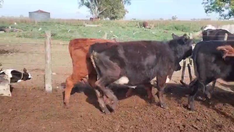 80 Terneros y Terneras