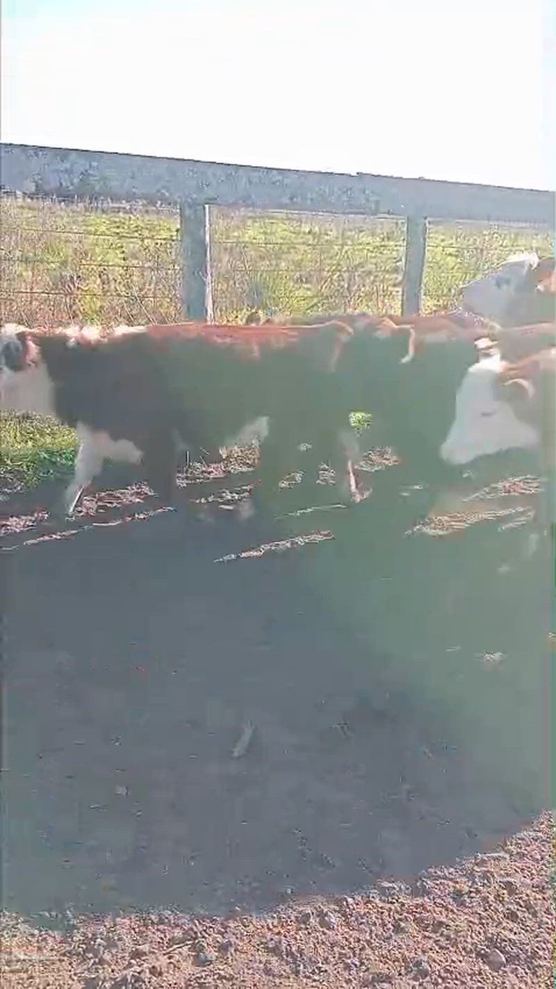50 Terneros y Terneras
