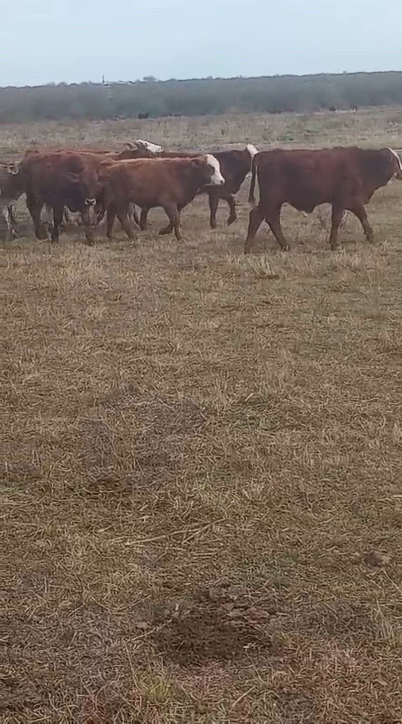 75 Terneros