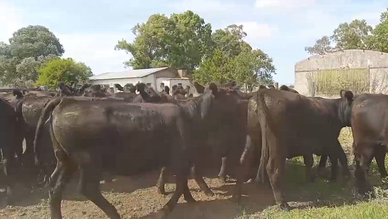80 Vaquillonas para madre