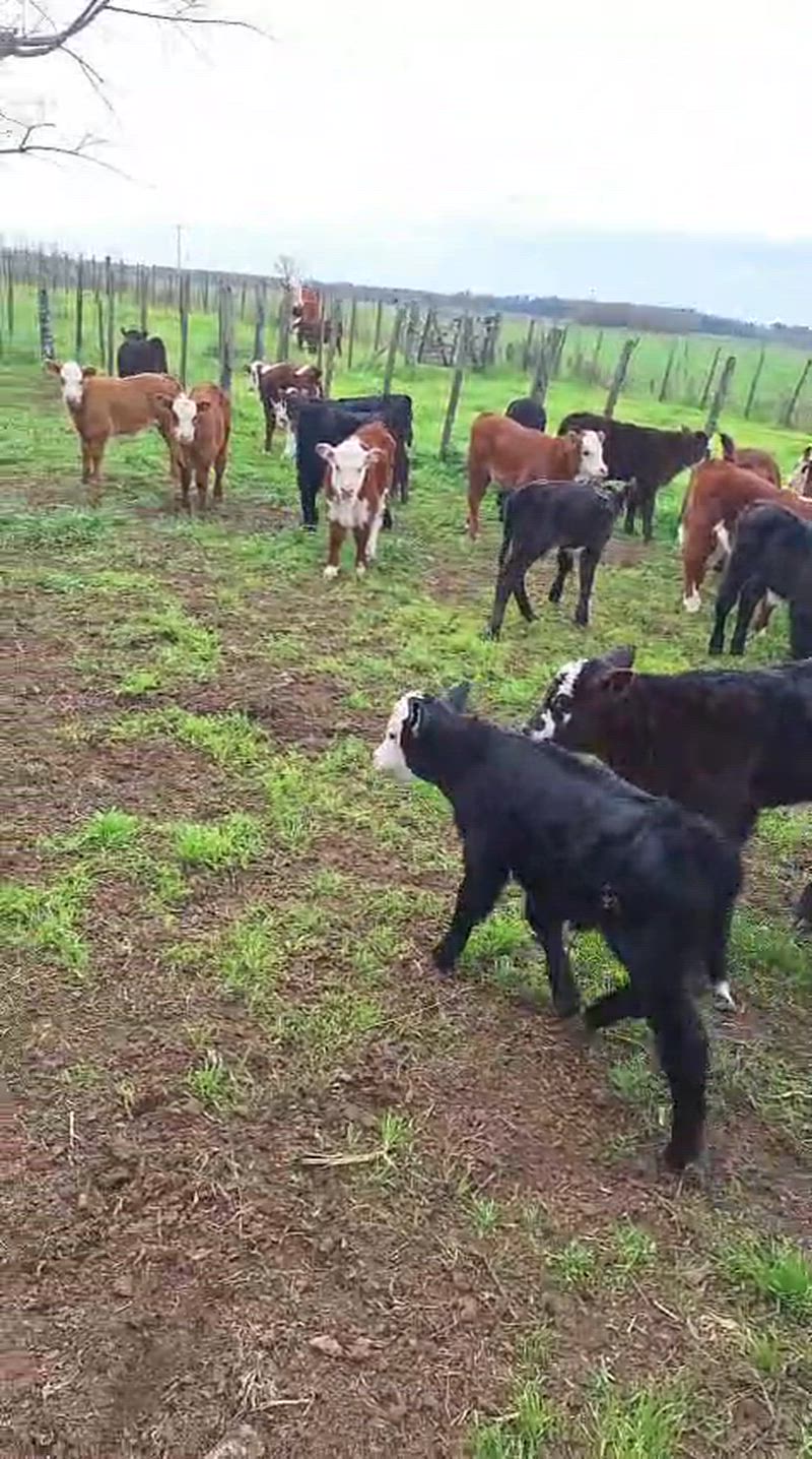 30 Vacas con cría