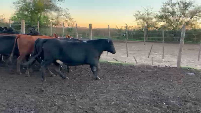 60 Vaquillonas