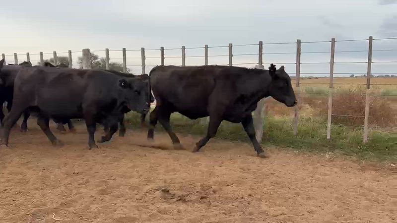 110 Vacas preñadas