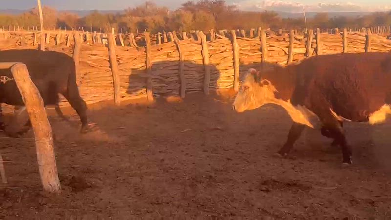 45 Vacas CUT Preñadas
