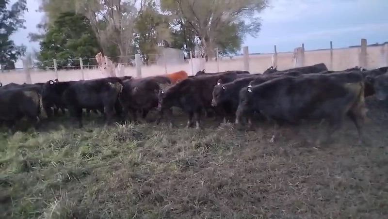 45 Terneros y Terneras
