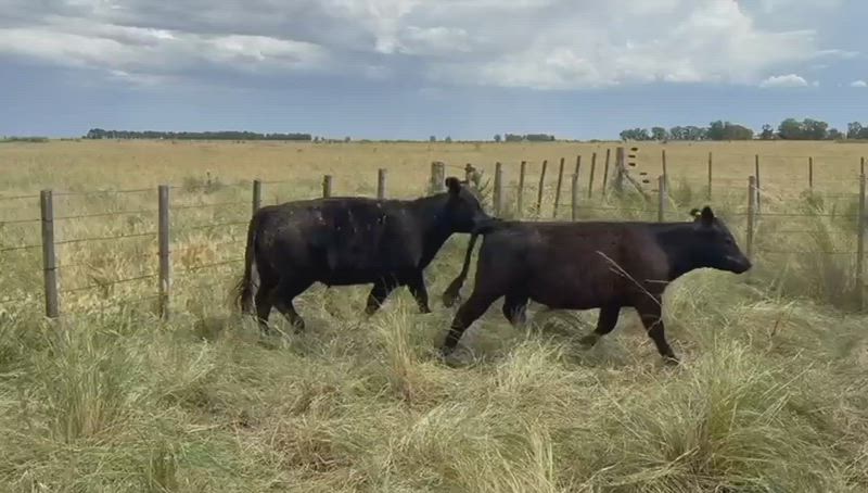 65 Terneros y Terneras