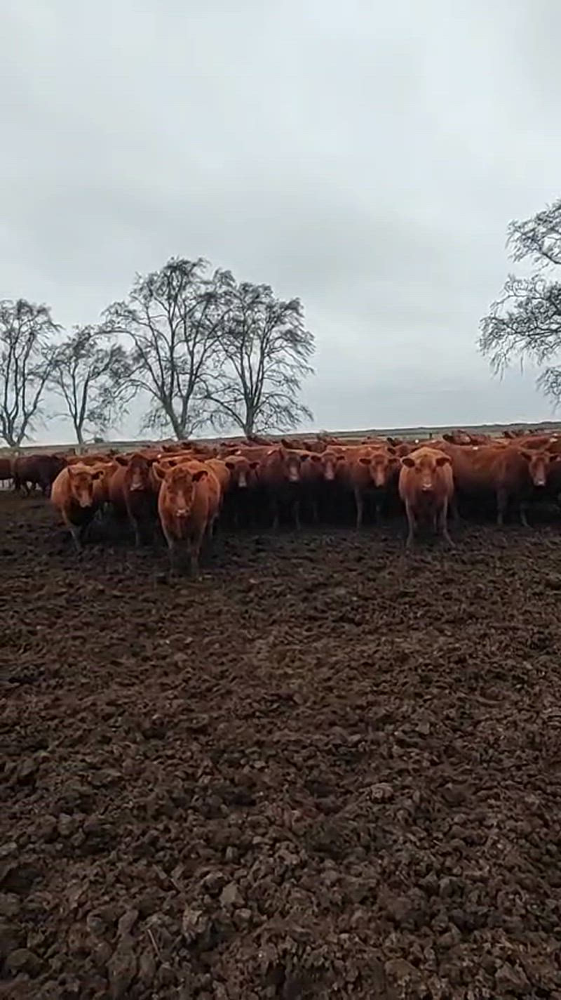 35 Vacas preñadas