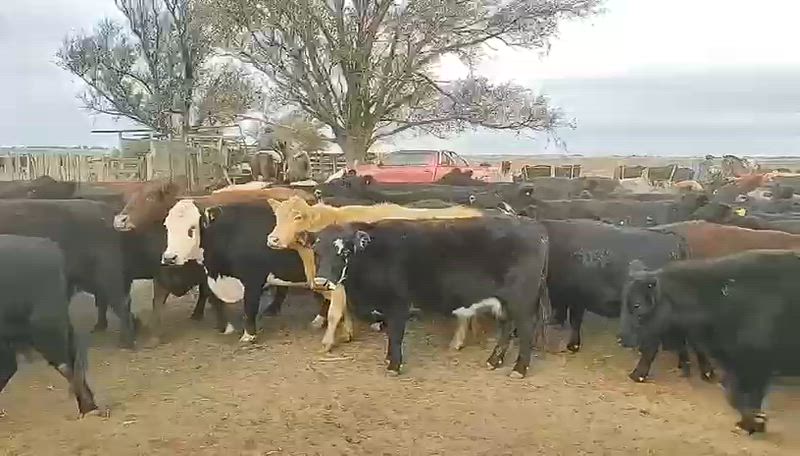190 Vacas preñadas