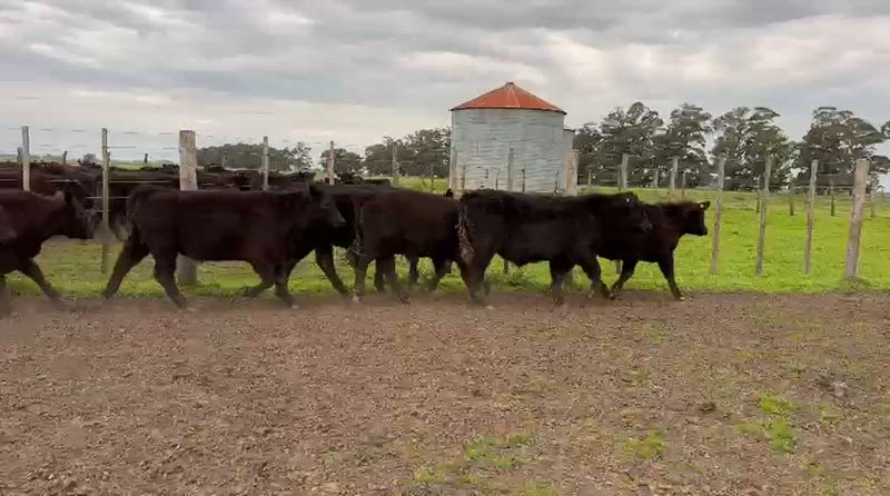 45 Novillitos