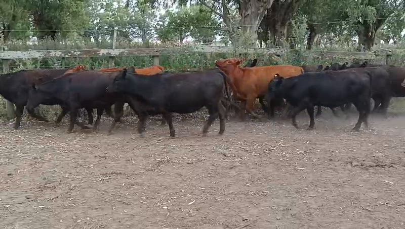 70 Vaquillonas para madre