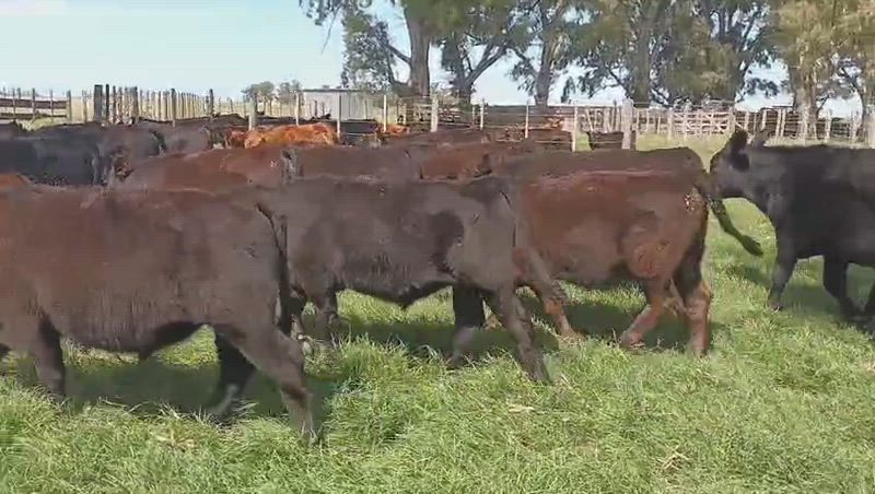 60 Terneros y Terneras