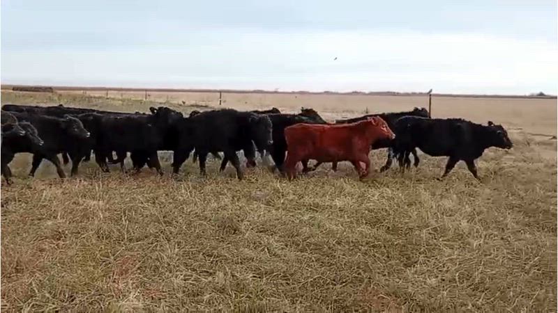 60 Terneros y Terneras