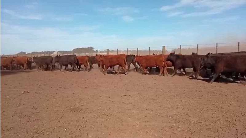 60 Vaquillonas