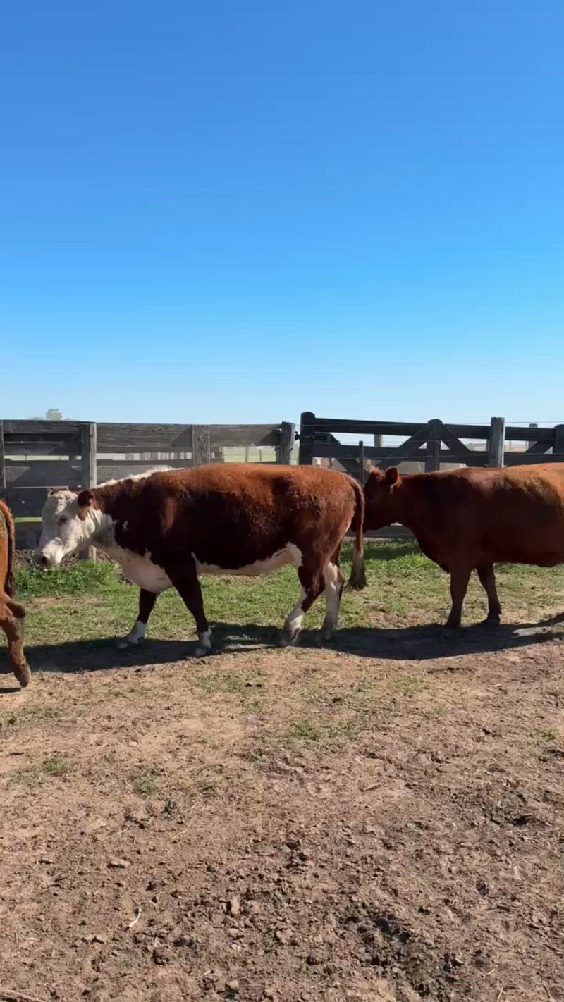 35 Vacas preñadas