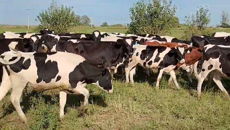 70 Vaquillonas para madre