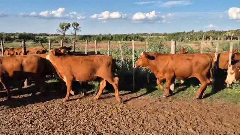 150 Terneros y Terneras