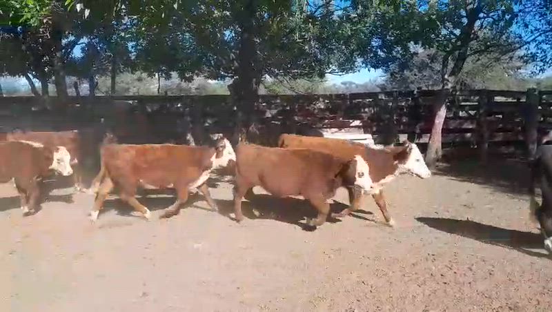 65 Terneros y Terneras