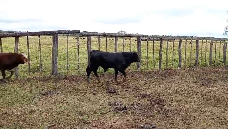 150 Terneros y Terneras