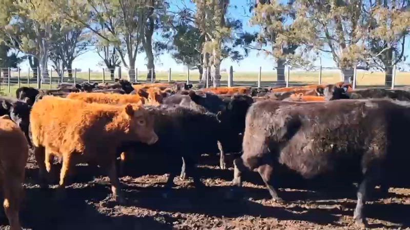 80 Terneros