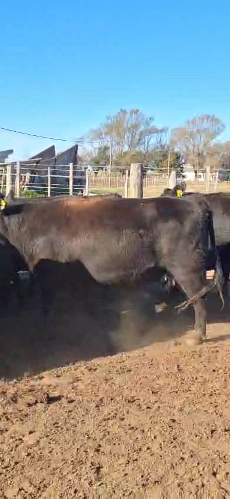 35 Vacas preñadas