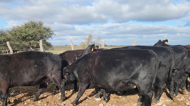 30 Vacas preñadas