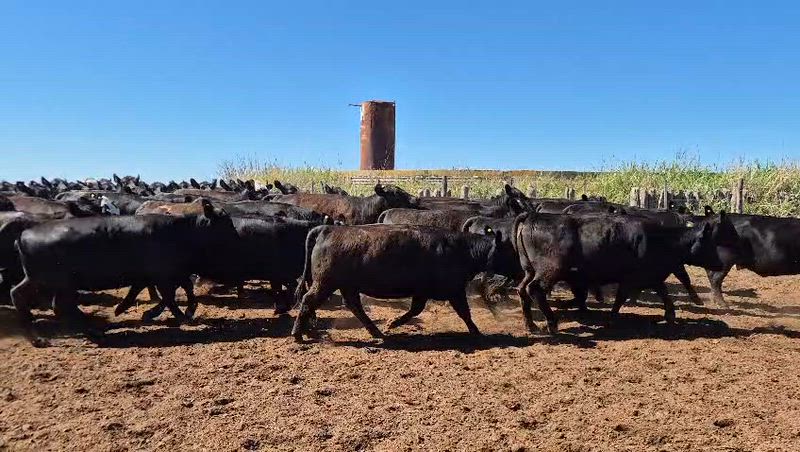 130 Vaquillonas Preñadas