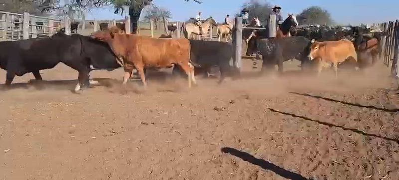 95 Vacas preñadas