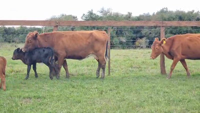 25 Vacas CUT con cría