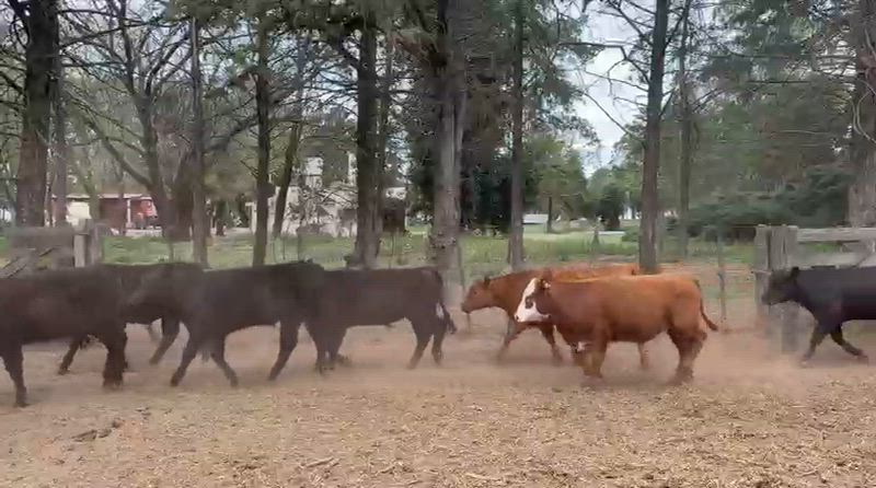 110 Terneros y Terneras