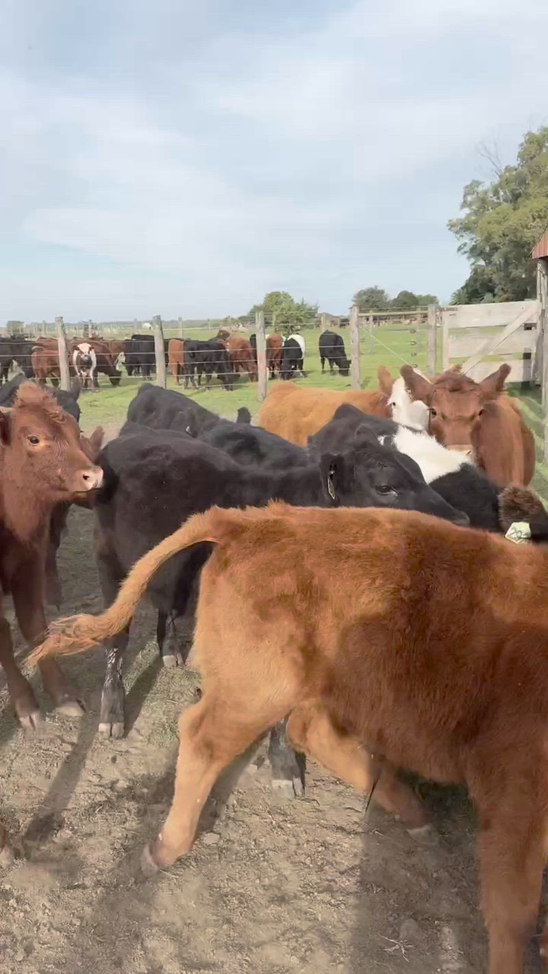 100 Terneros y Terneras