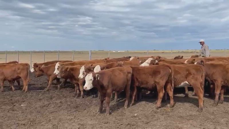 75 Terneros y Terneras