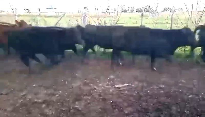 70 Terneras