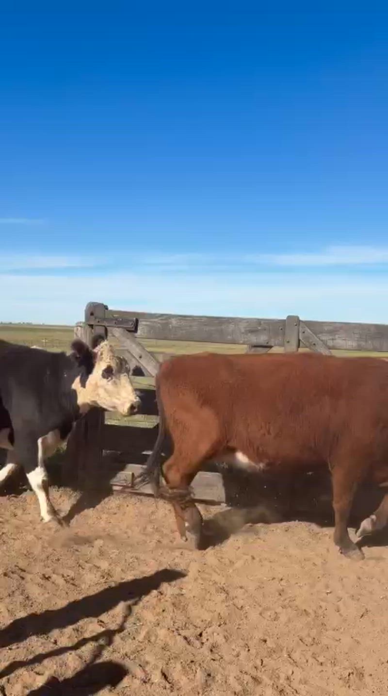 100 Vacas preñadas