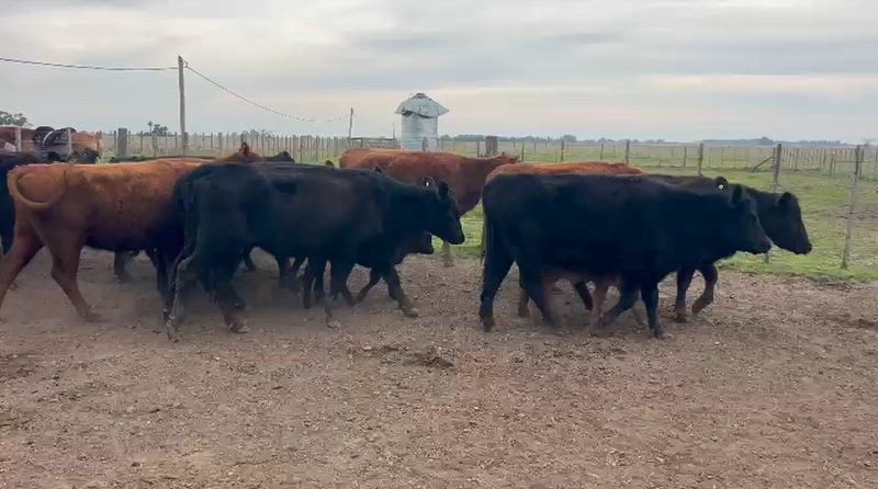 30 Vacas con cría