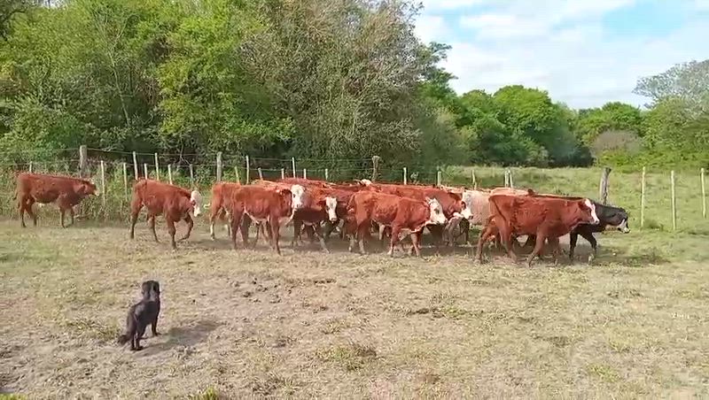 110 Terneros y Terneras