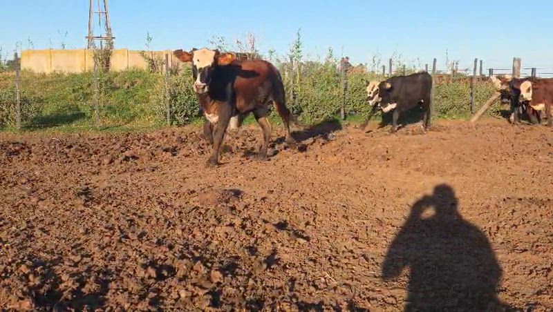 70 Terneros y Terneras