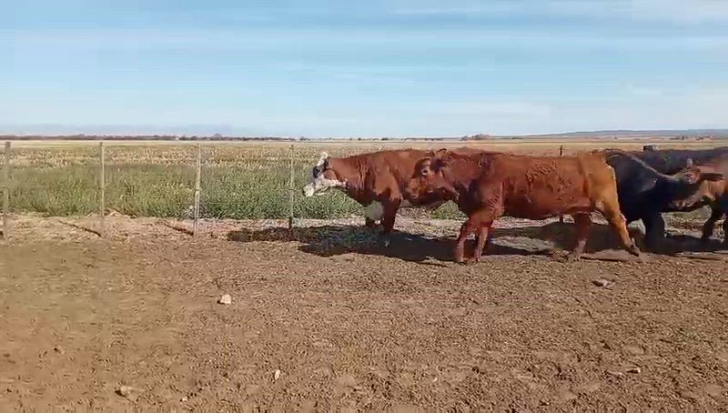 70 Vacas de invernada