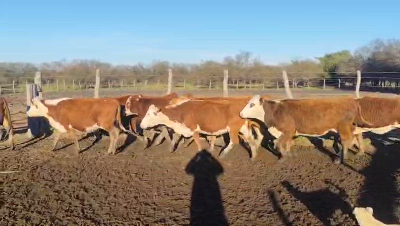 200 Vacas preñadas