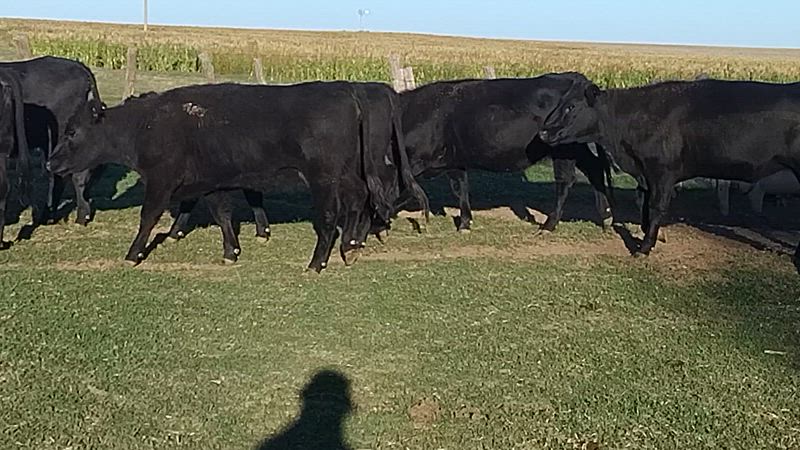 35 Vaquillonas Preñadas