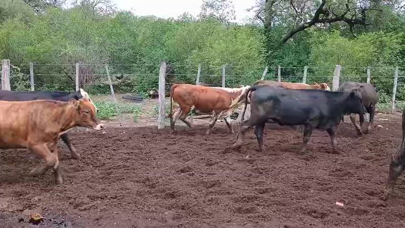 220 Terneros y Terneras